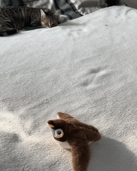 Cat playing with a plush toy 